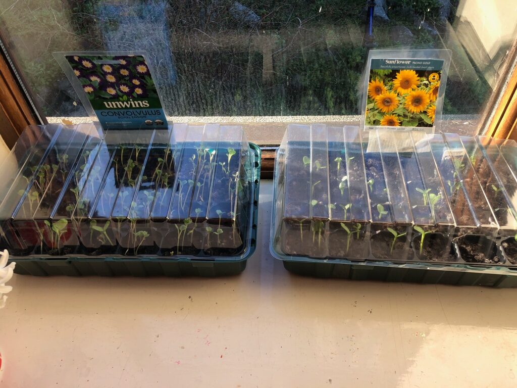 Growing plants